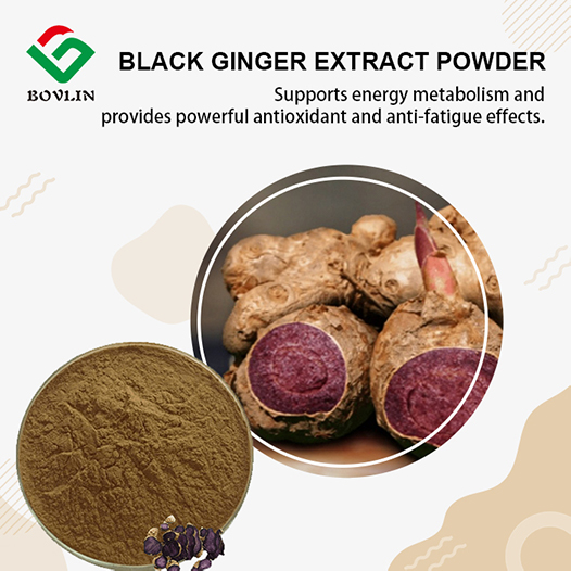 Black Ginger Extract Powder Black Ginger Extract Powder